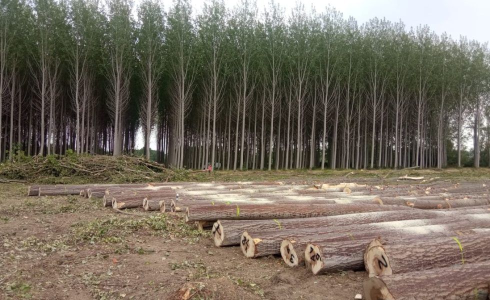 Los productores de Granada lanzan la primera subasta de madera de chopo con certificación PEFC en gestión forestal sostenible de España