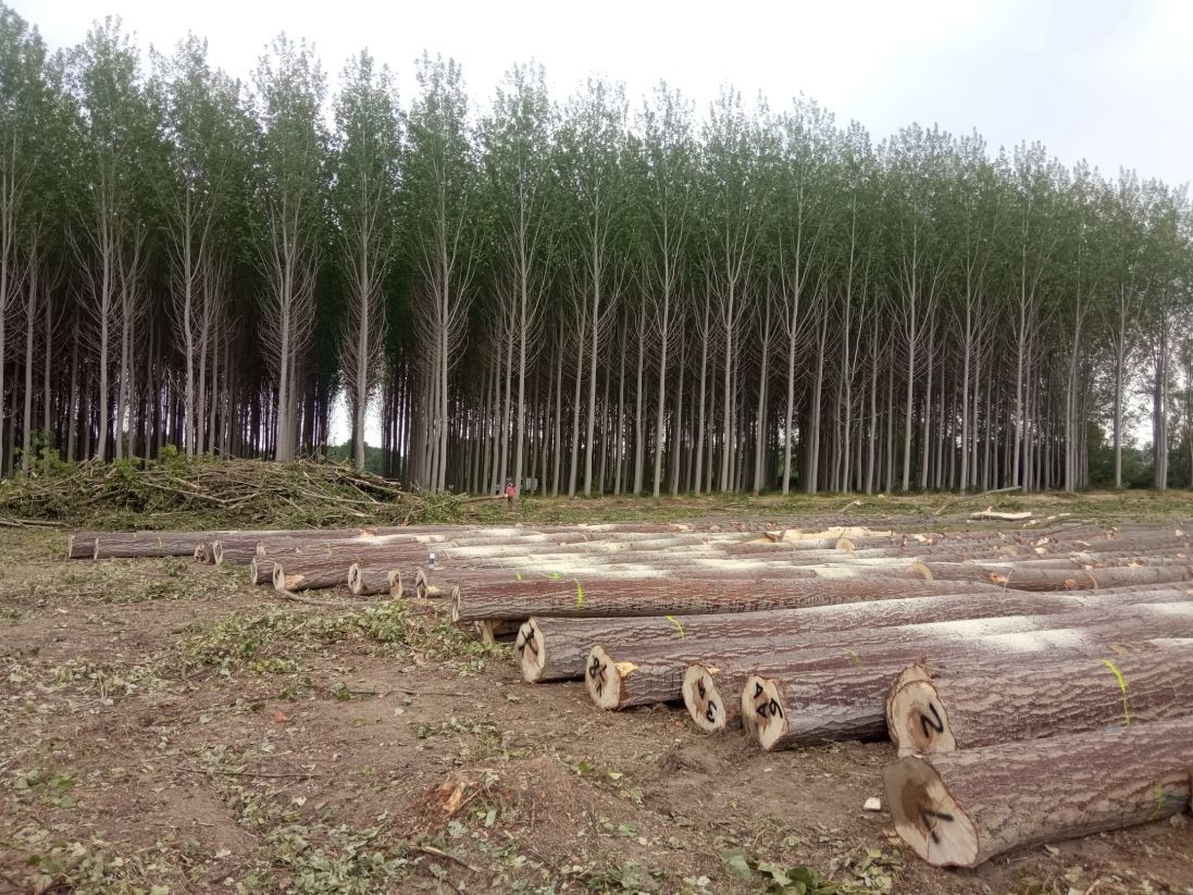 Los productores de Granada lanzan la primera subasta de madera de chopo con certificación PEFC en gestión forestal sostenible de España