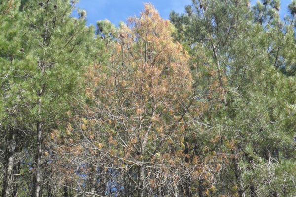 Luz verde a la tala de pinos en mal estado para evitar el nematodo