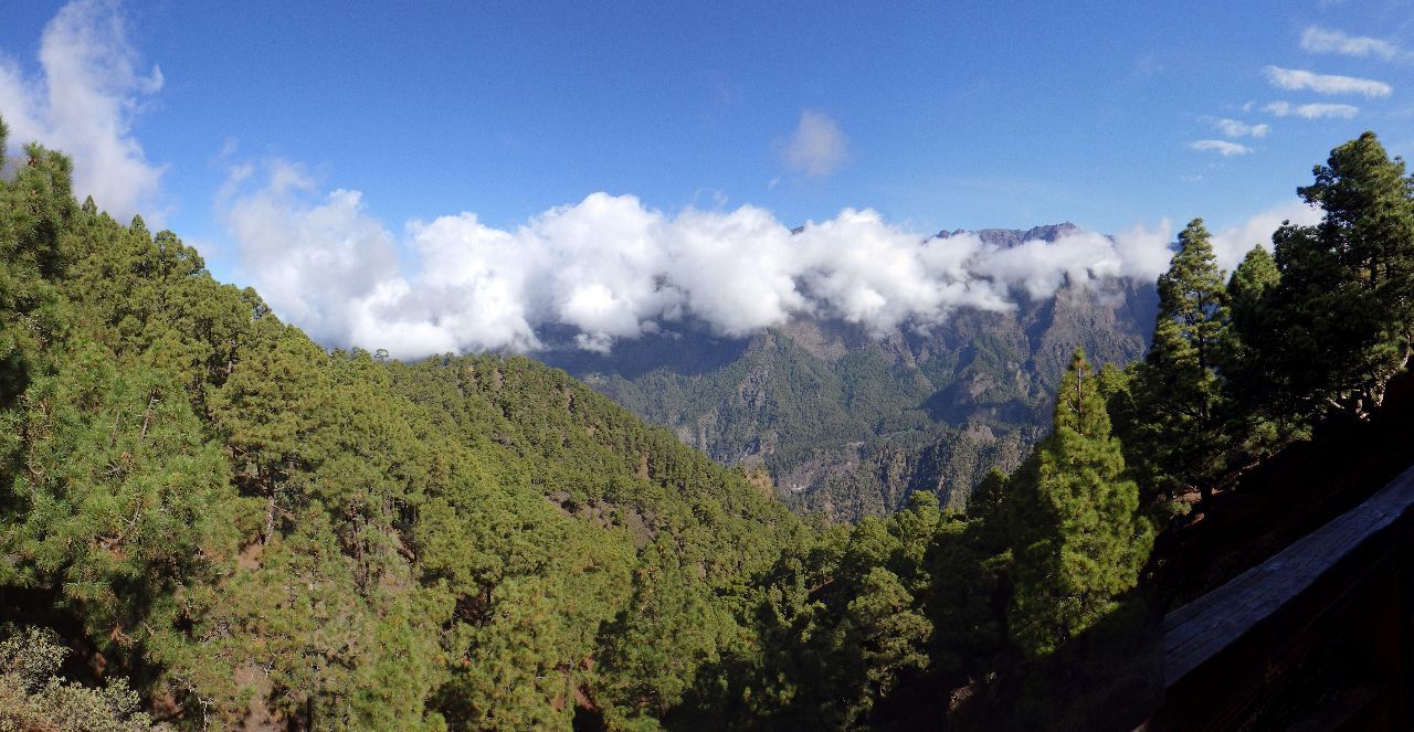 Canarias activa el céntimo forestal para crear un fondo de lucha contra el cambio climático