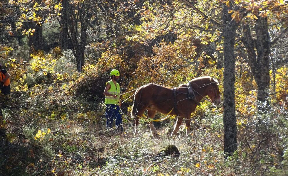 La UAH prueba una nueva forma de gestión de los bosques en la Sierra Norte de Guadalajara