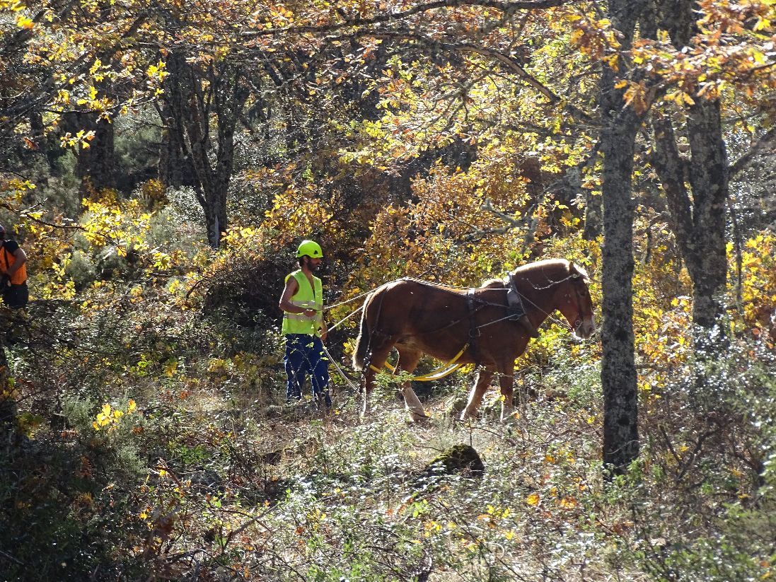 La UAH prueba una nueva forma de gestión de los bosques en la Sierra Norte de Guadalajara