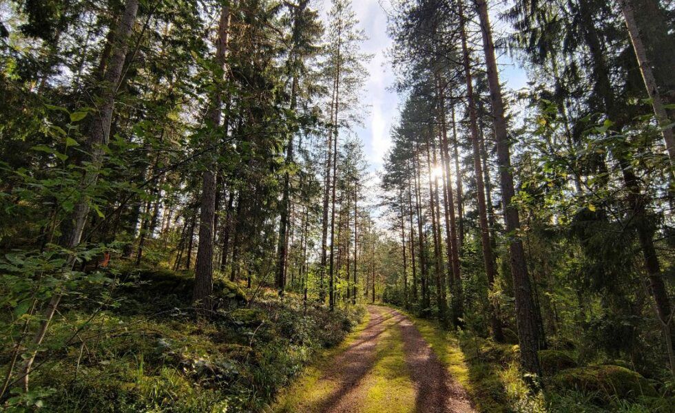 COPADE impulsa la sostenibilidad forestal en España