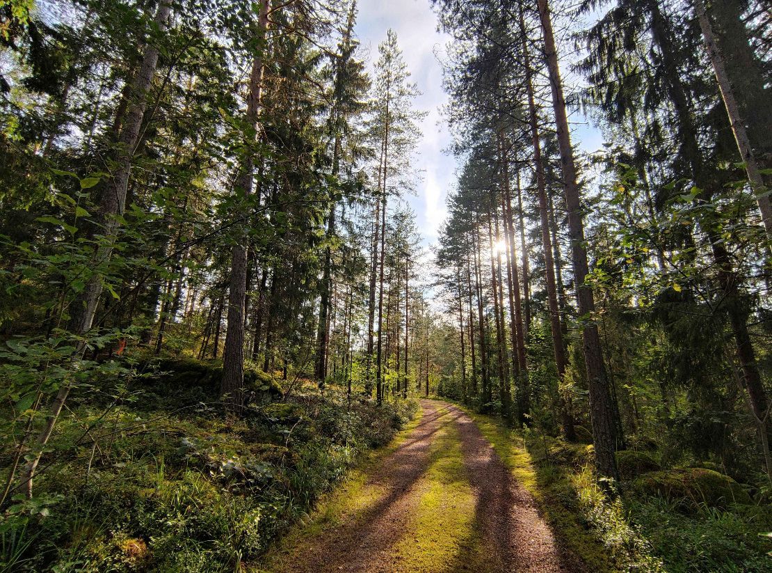 COPADE impulsa la sostenibilidad forestal en España