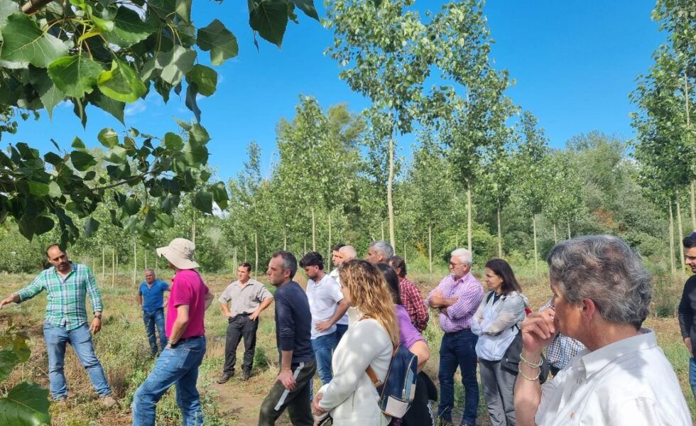 Los productores de chopo aprenden a convertir las «malas hierbas» en aliadas para mejorar la biodiversidad y productividad de sus cultivos