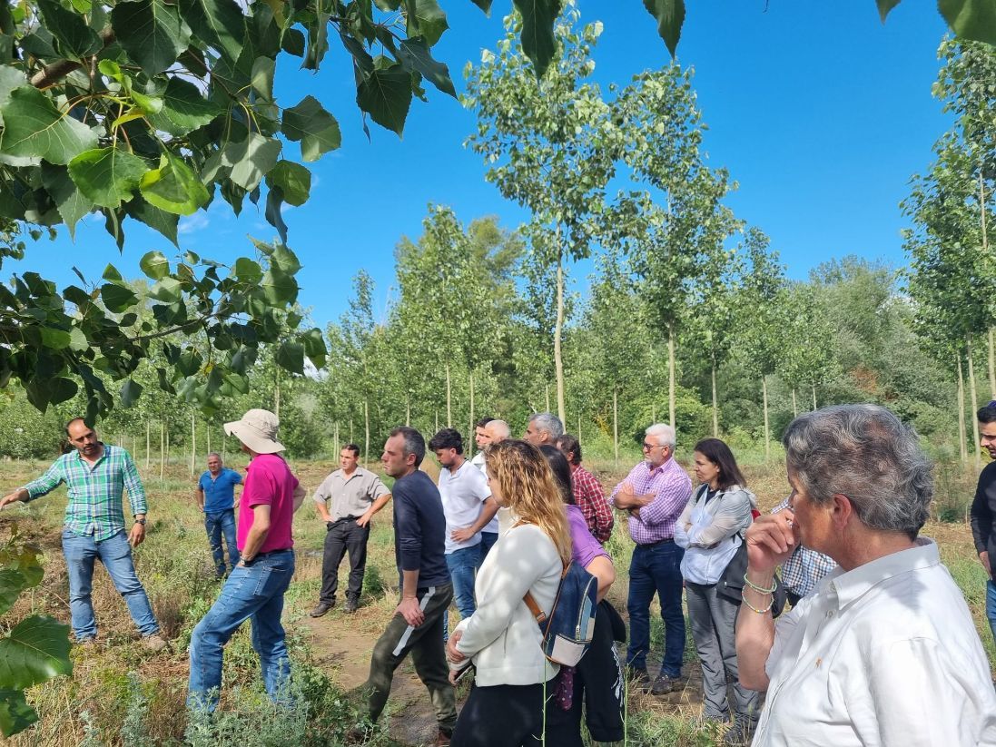 Los productores de chopo aprenden a convertir las «malas hierbas» en aliadas para mejorar la biodiversidad y productividad de sus cultivos