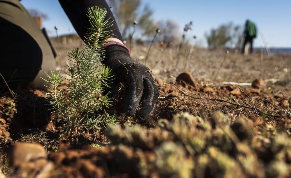 Toledo es una de las seis provincias españolas con una superficie forestal inferior al 25%