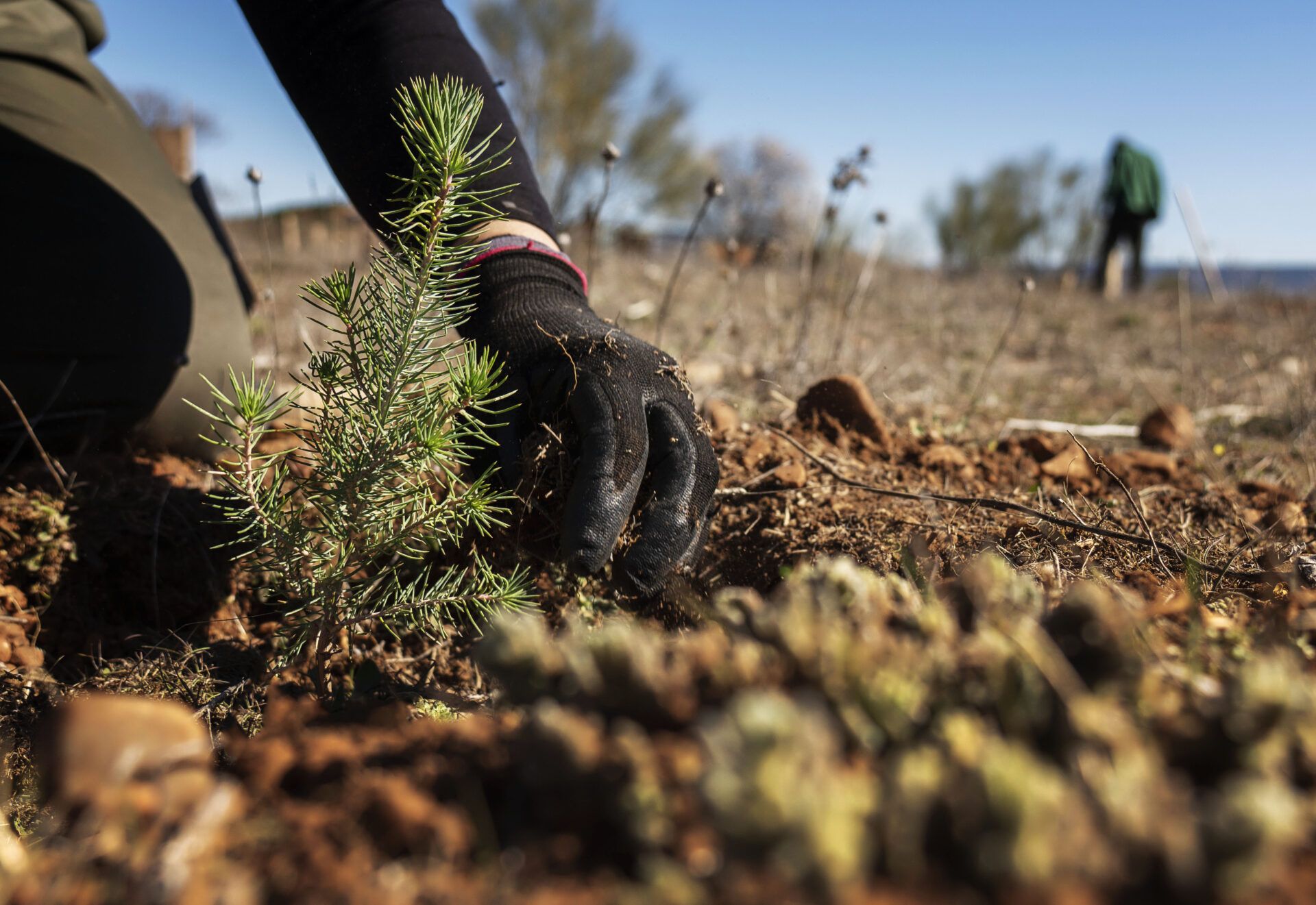 Toledo es una de las seis provincias españolas con una superficie forestal inferior al 25%