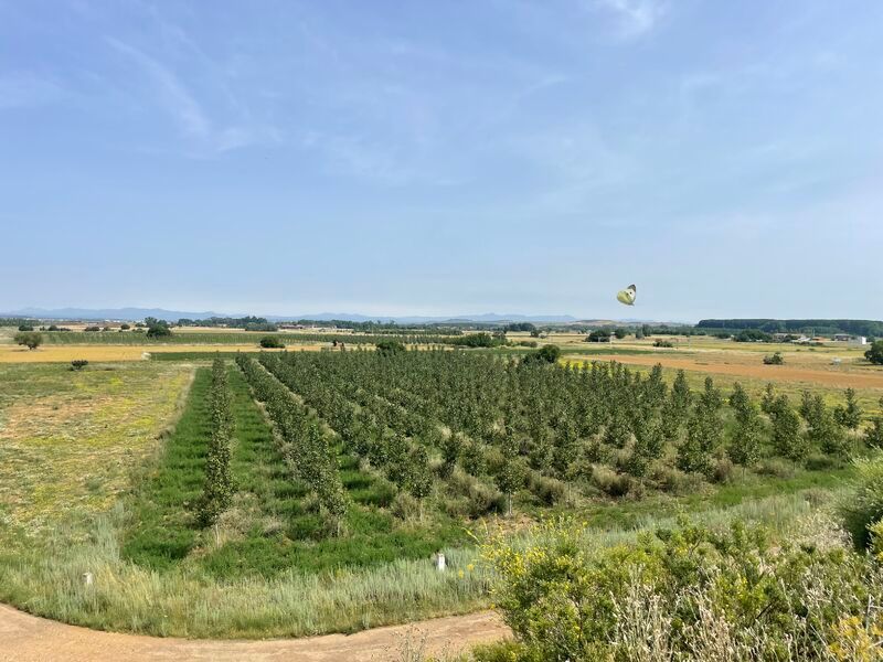 BOSQUES Y RÍOS certifica la primera chopera en España como proyecto de absorción de CO2