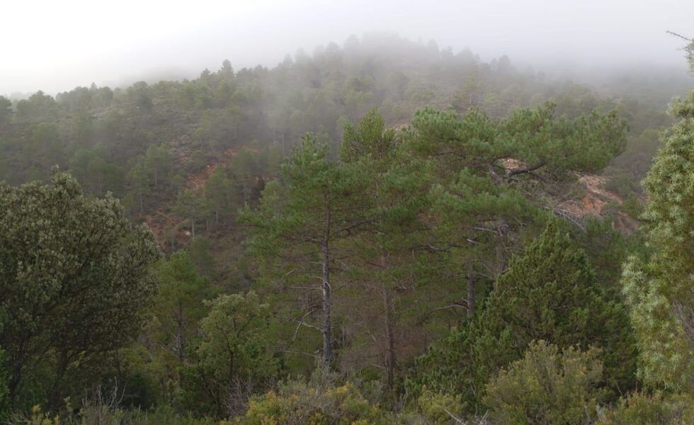 Gestión Forestal para prevenir catástrofes como la DANA