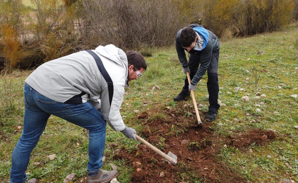 Plantan 100 nuevos árboles en la ribera del río Linares en Riba de Saelices (Alto Tajo)