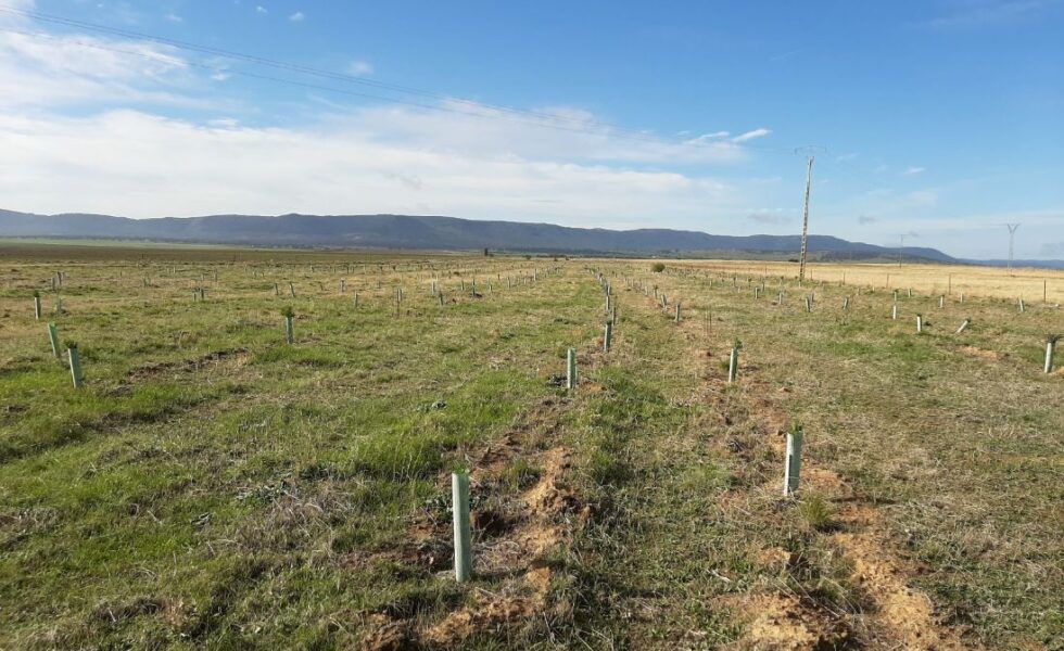 NATURGY reforesta más de 57 hectáreas de la Cañada Real Segoviana, en el entorno de La Nava