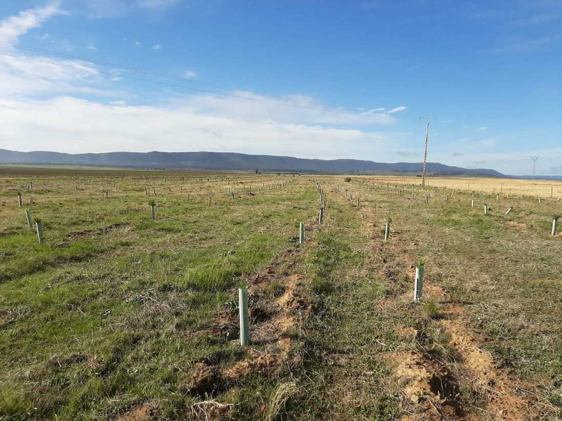 NATURGY reforesta más de 57 hectáreas de la Cañada Real Segoviana, en el entorno de La Nava