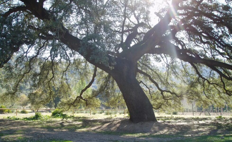 Conoce a los 10 candidatos para ser ÁRBOL DEL AÑO en 2025