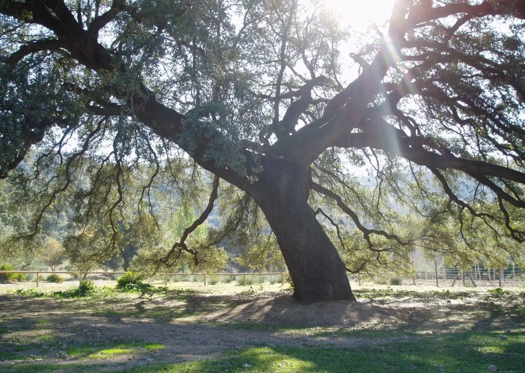 Conoce a los 10 candidatos para ser ÁRBOL DEL AÑO en 2025