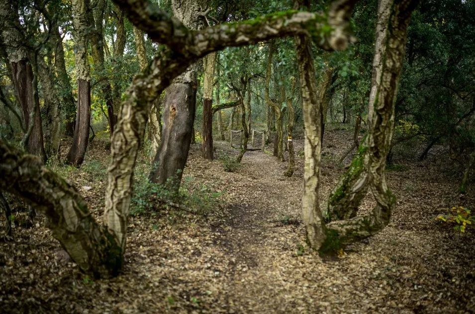 Más de 6.000 personas descubren los encantos de los Alcornocales de Cobrana en León