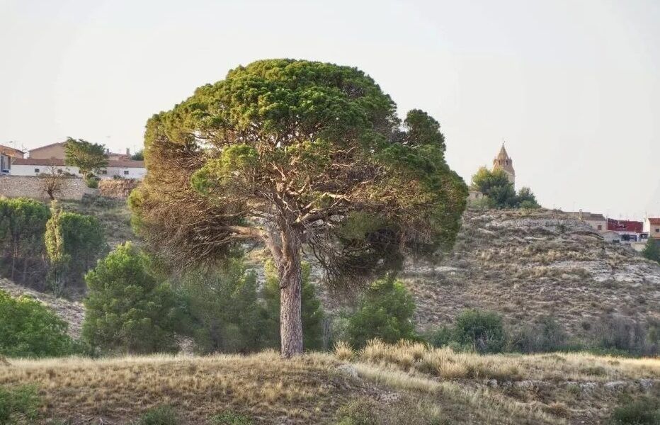 El Pino Juan Molinera es el Árbol del Año en España 2025