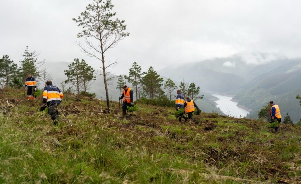 MOTOR VERDE obtiene el primer bosque certificado por VERRA en la Península Ibérica