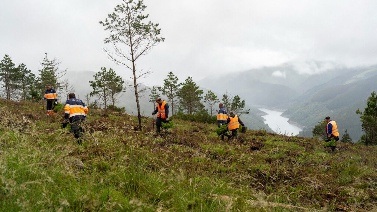 MOTOR VERDE obtiene el primer bosque certificado por VERRA en la Península Ibérica