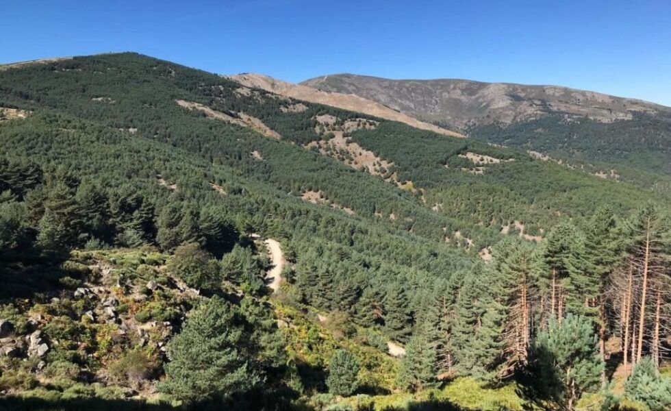 FITOCLIM, una herramienta de apoyo a la gestión forestal frente al cambio climático