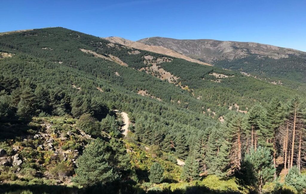 FITOCLIM, una herramienta de apoyo a la gestión forestal frente al cambio climático