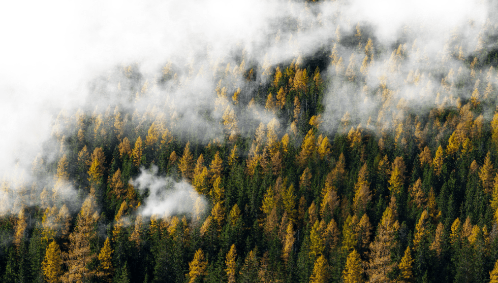 FIC – Fundación para la Investigación del Clima se suma al Foro de Bosques y Cambio Climático