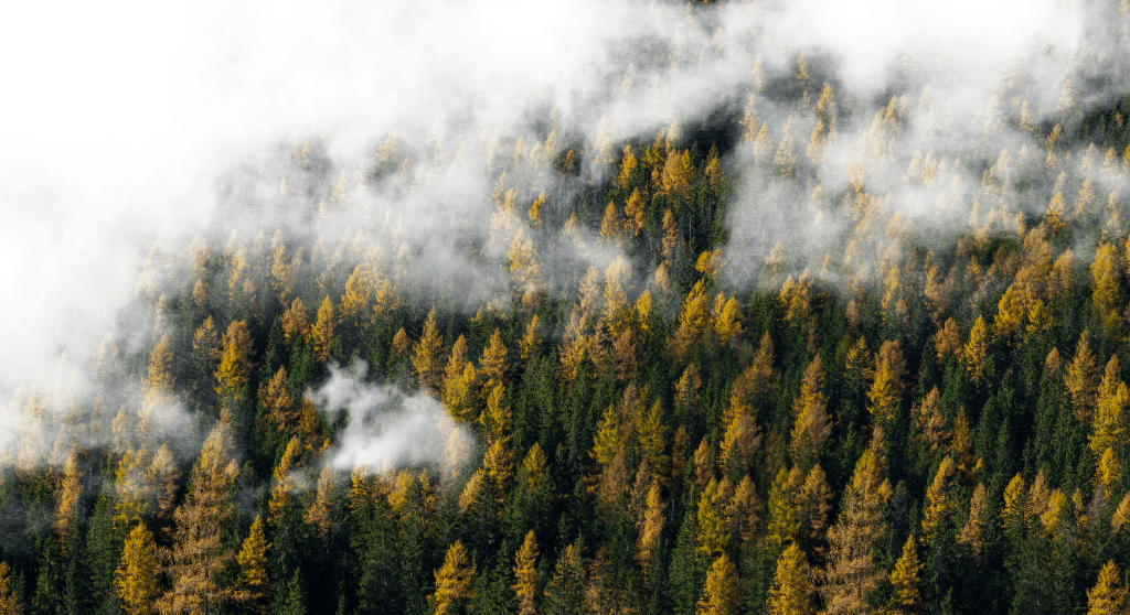 FIC – Fundación para la Investigación del Clima se suma al Foro de Bosques y Cambio Climático