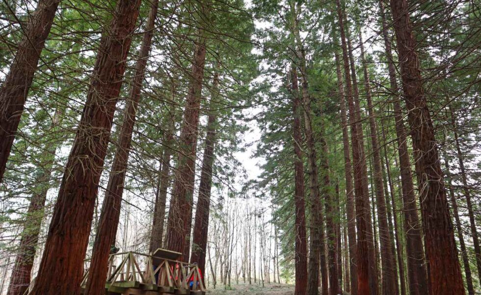 Un bosque de Secuoyas, declarado Monumento Natural en Cabezón de la Sal