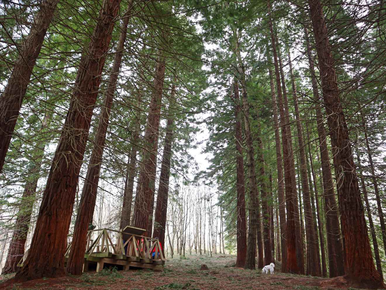 Un bosque de Secuoyas, declarado Monumento Natural en Cabezón de la Sal