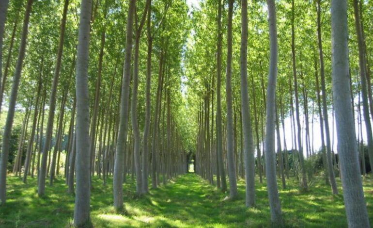 El Gobierno de La Rioja destina 500.000 euros a la gestión forestal sostenible