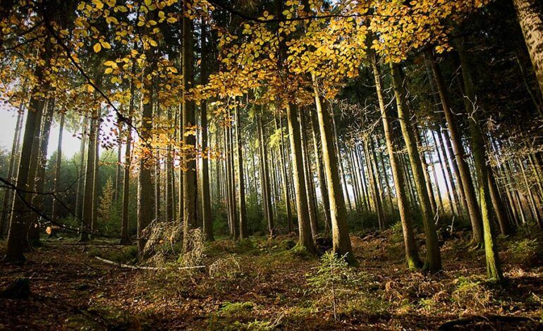 PEFC España, galardonada con el «Carbayo de Oro» ASTURFORESTA 2025
