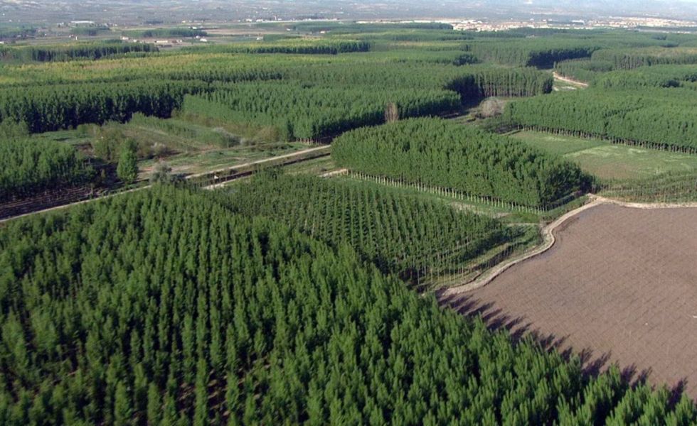 Los productores de chopo de Granada celebran la renuncia a la megaplanta solar de la Vega