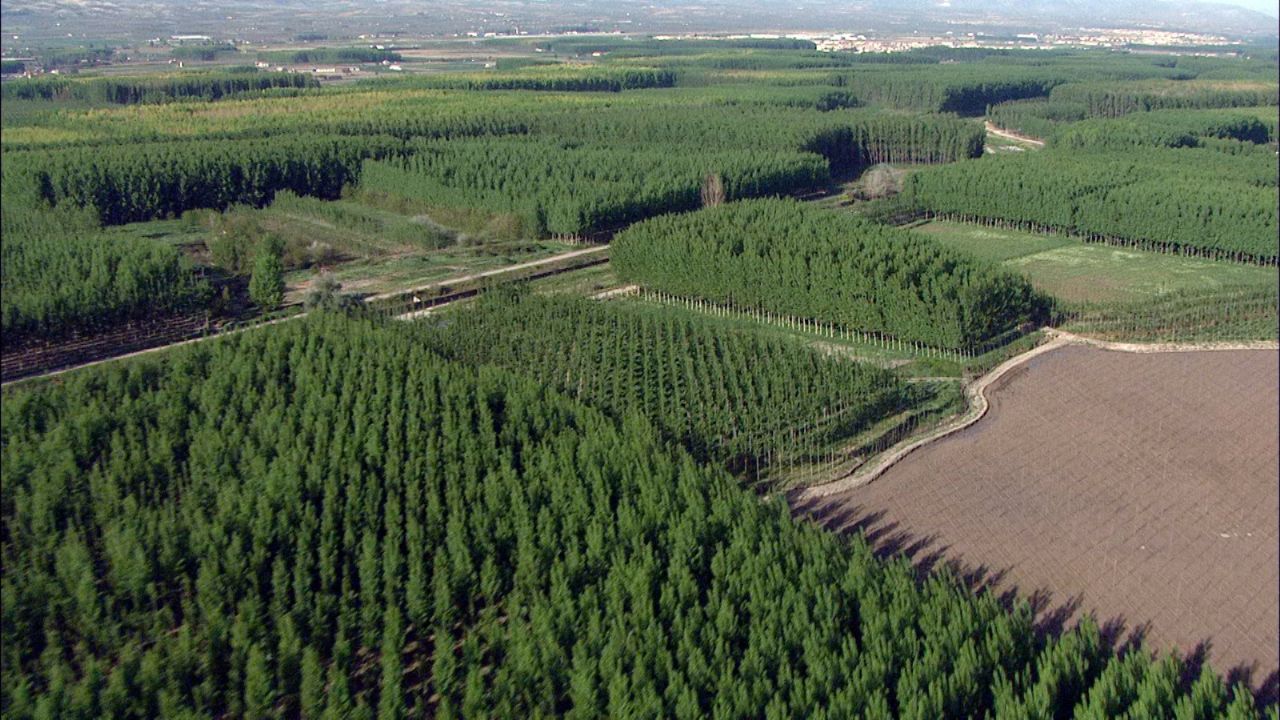 Los productores de chopo de Granada celebran la renuncia a la megaplanta solar de la Vega