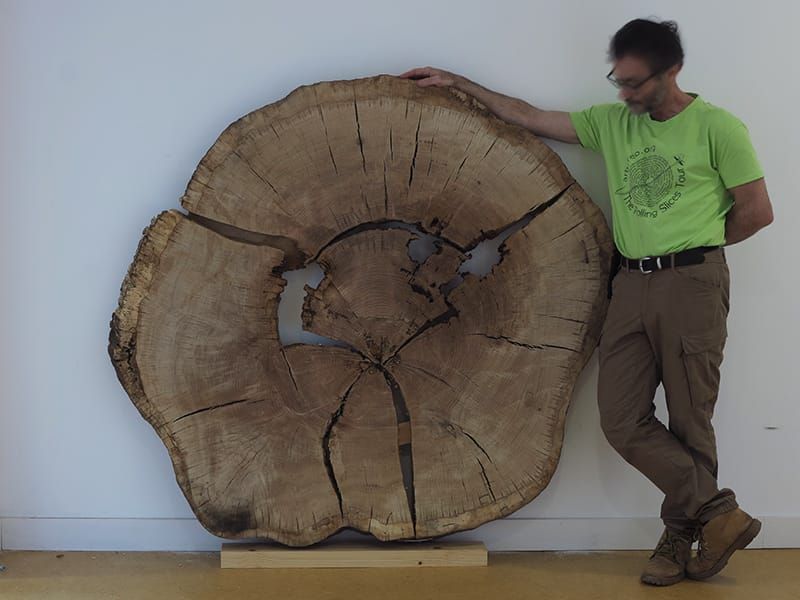 Huéscar acoge una exposición que enseña a «leer» la historia escrita en los anillos de los árboles