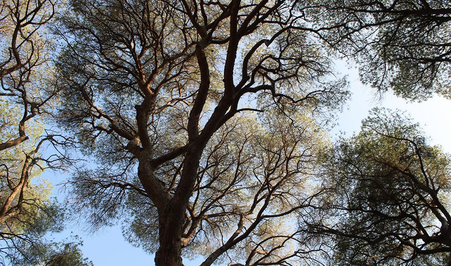 Red SEDA cumple 20 años al servicio de la salud de los bosques andaluces