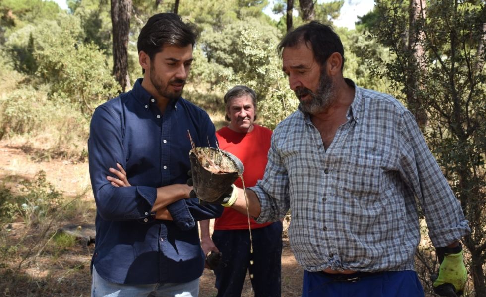 La Diputación de Cuenca publica ayudas a resineros dotadas con 30.000 euros