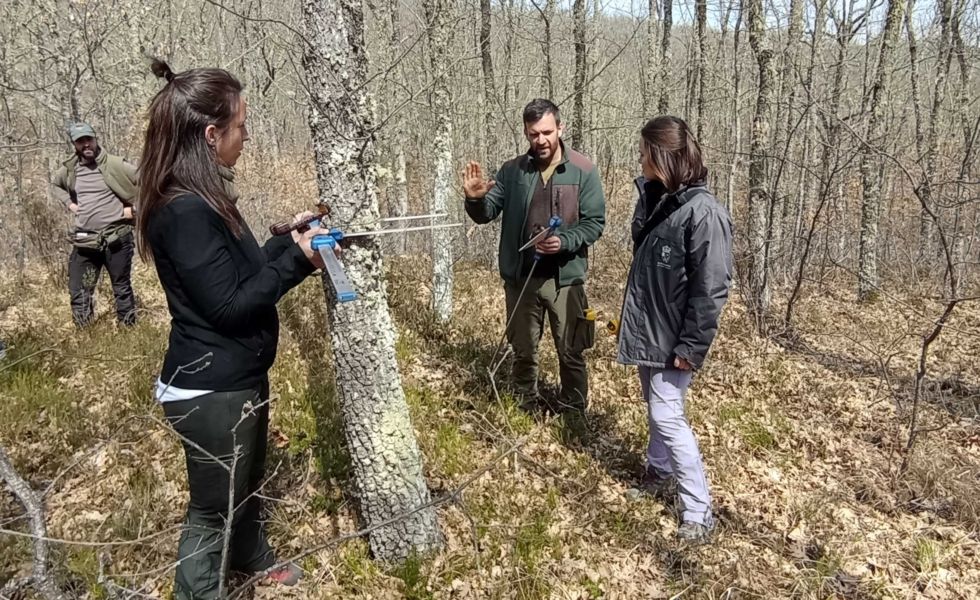 CESEFOR lanza SELVIAULA para formar a los profesionales que suministren la madera que demanda el mercado