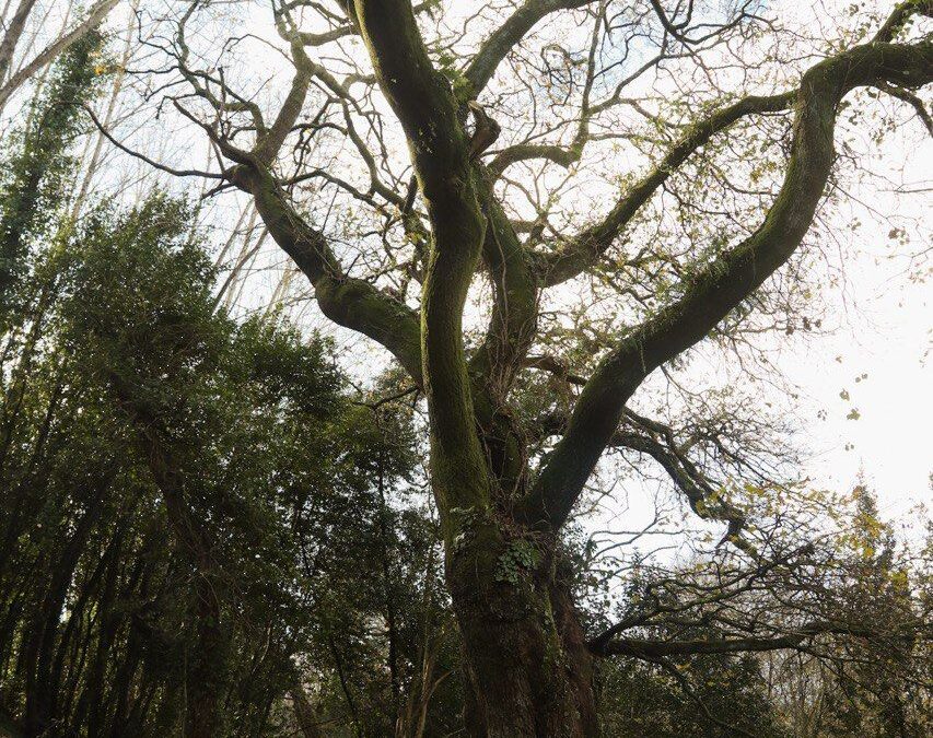 roble-gallego-1